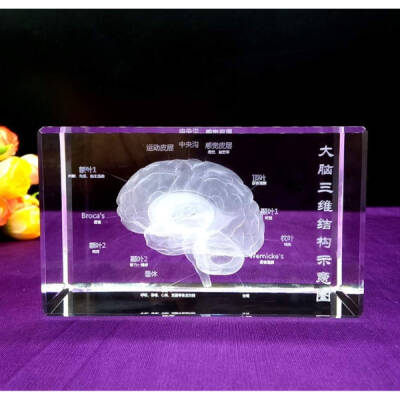 3D Kristal İnsan Beyni Modeli - 1