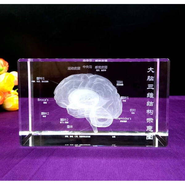 3D Kristal İnsan Beyni Modeli - 1