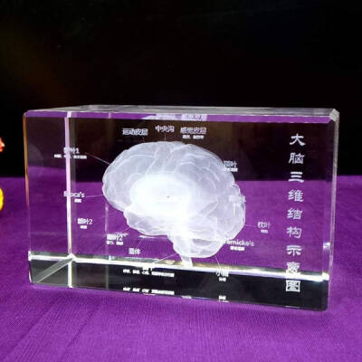 3D Kristal İnsan Beyni Modeli - 3