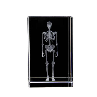 3D Kristal İnsan İskeleti Modeli - 2