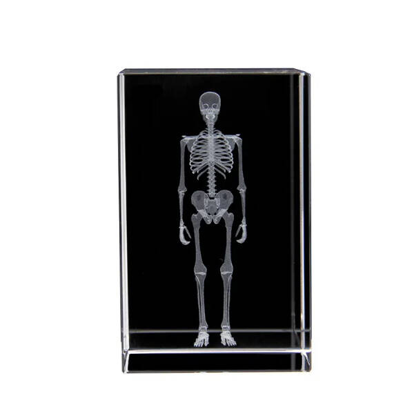 3D Kristal İnsan İskeleti Modeli - 2
