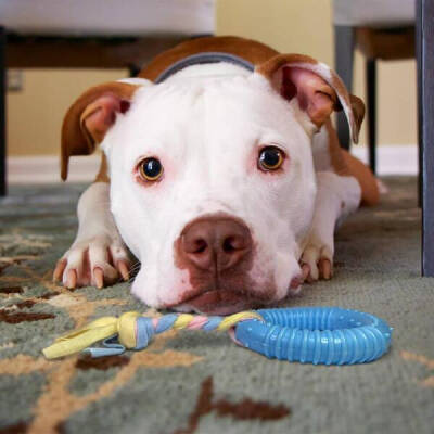 Dayanıklı Köpek Diş Kaşıyıcı Ve Çiğneme Oyuncağı - 4