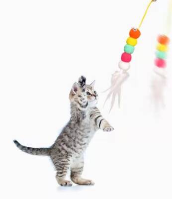 Elastik Yapışkanlı Kedi Oyun Oltası - 4
