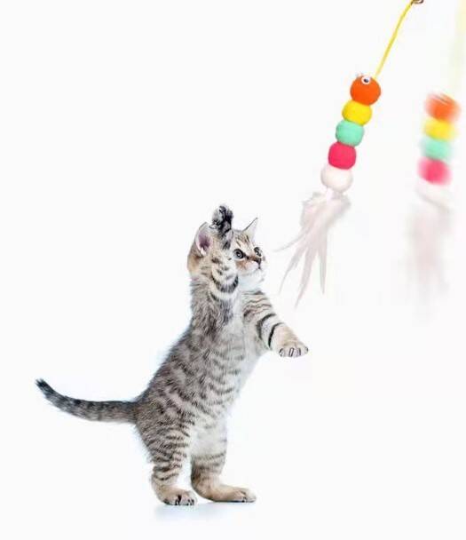 Elastik Yapışkanlı Kedi Oyun Oltası - 4