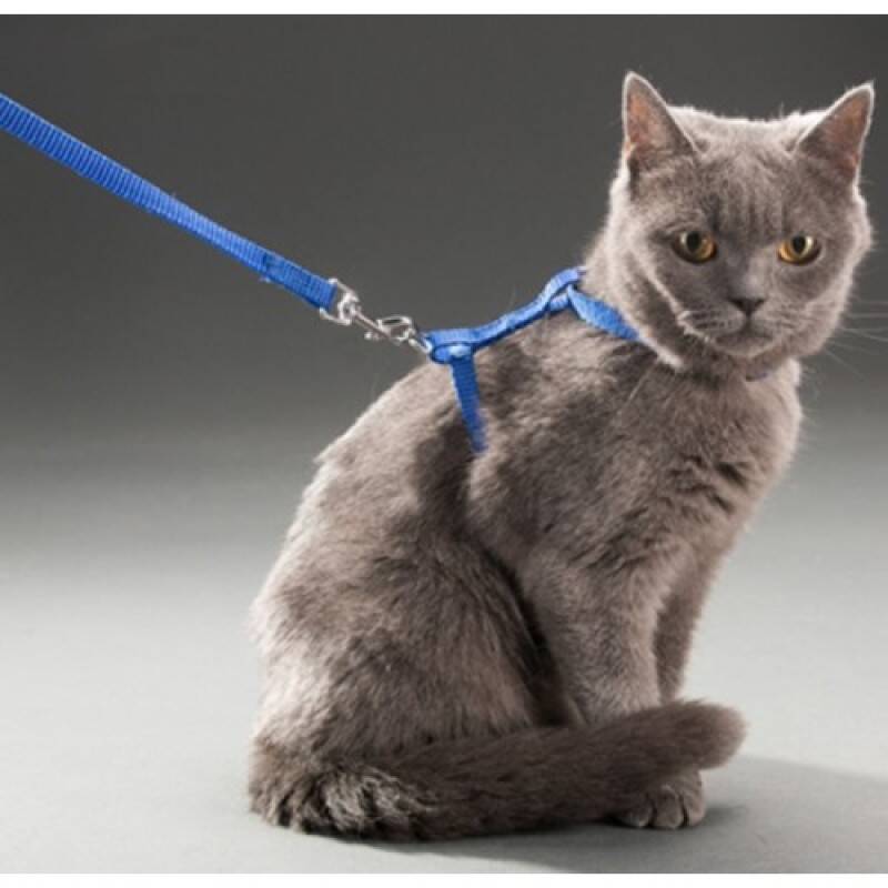 Kedi Boyun ve Göğüs Tasması - 1