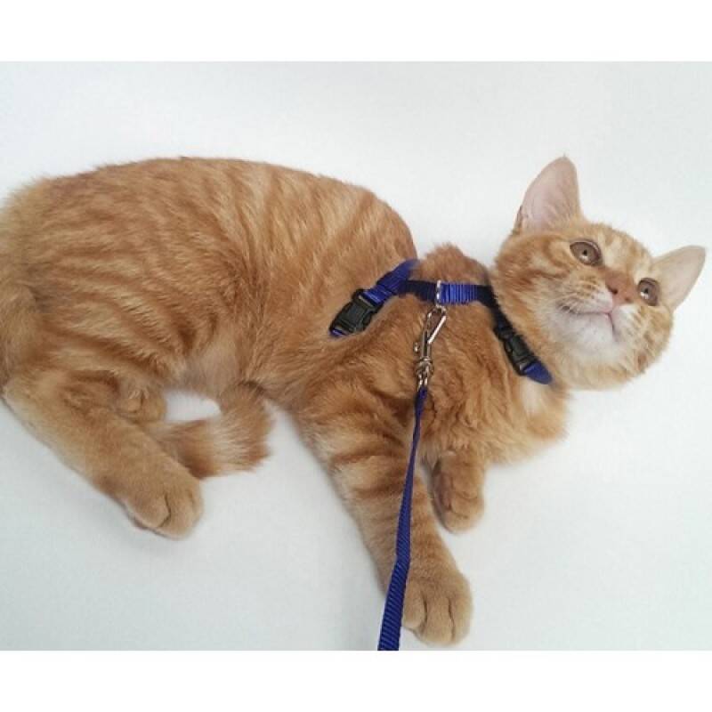 Kedi Boyun ve Göğüs Tasması - 3