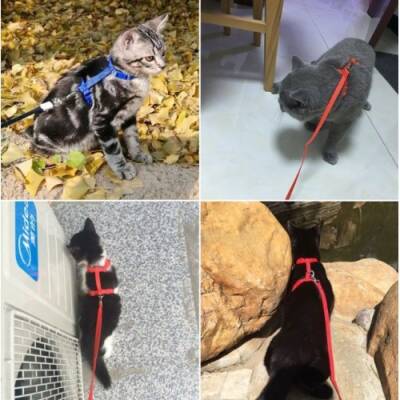 Kedi Boyun ve Göğüs Tasması - 5