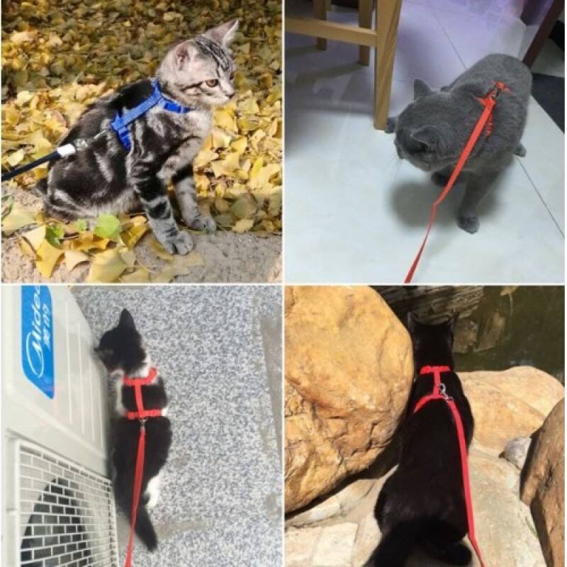 Kedi Boyun ve Göğüs Tasması - 5
