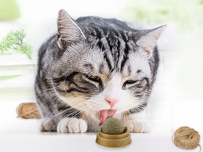 Kedi Otu Oyun Topu - 1
