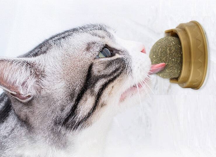 Kedi Otu Oyun Topu - 2