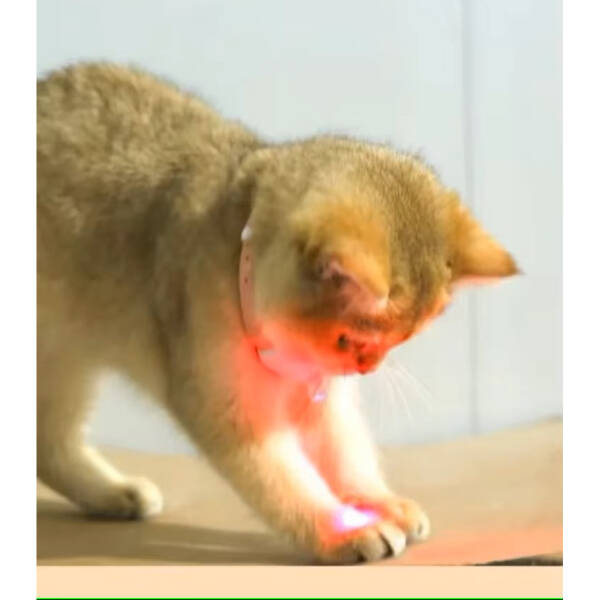Otomatik Lazer Oyun Tasması - 3
