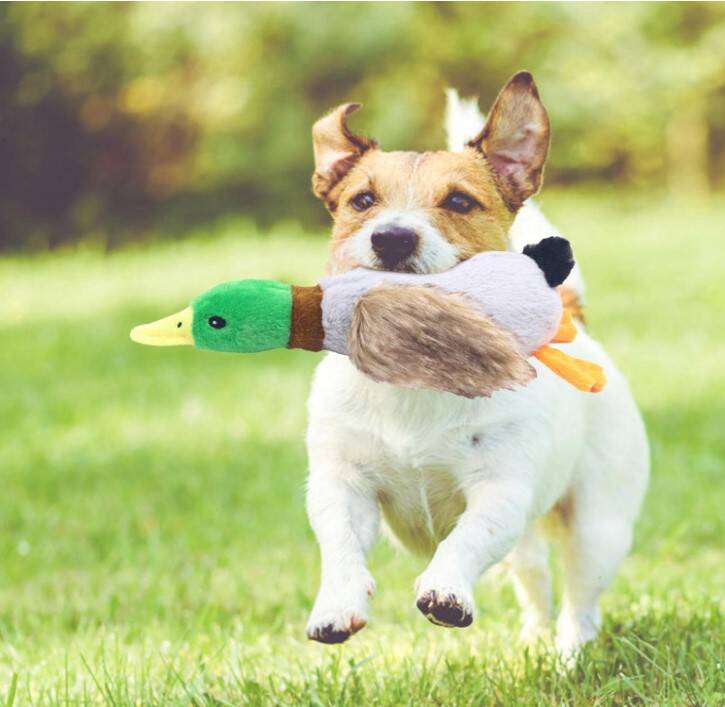 Sesli Ördek Şekilli Peluş Köpek Oyuncağı - 1